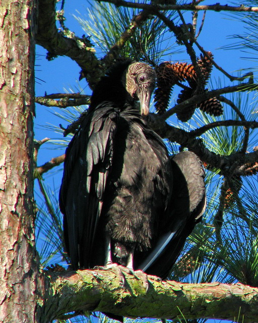Black Vulture Black Vulture